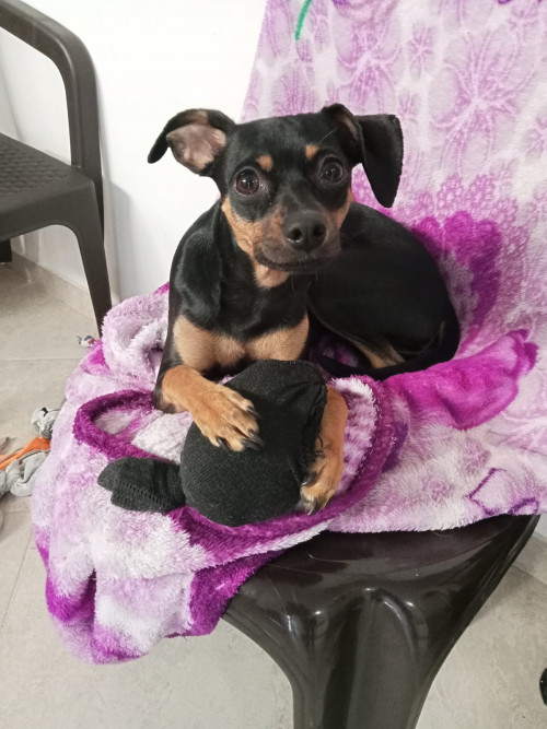 Chiqui