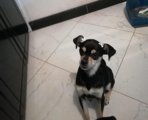 Lulu