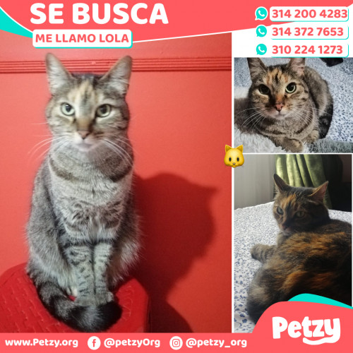 Foto de mascota Lola