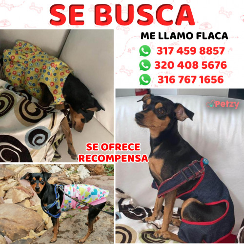 Foto de mascota Flaca