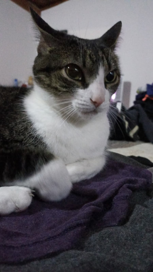 Mizuki
