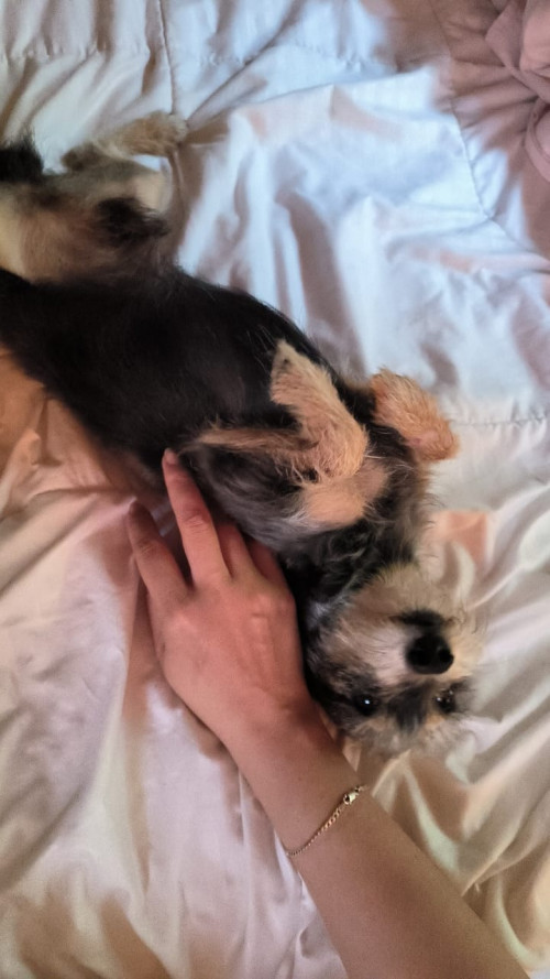 Negrito