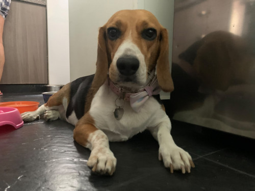 Bella