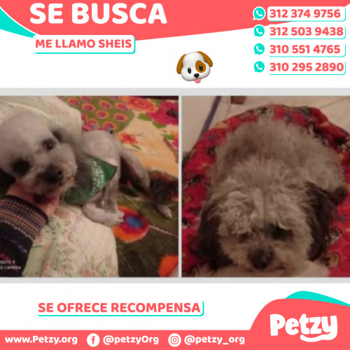 Foto de mascota Sheis