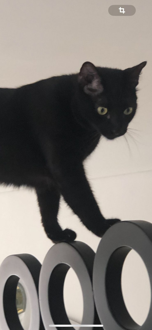 Mochy