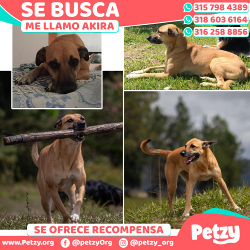 Foto de mascota Akira