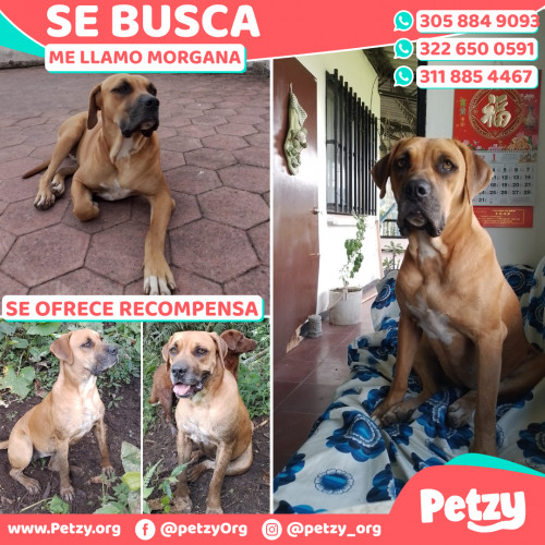 Foto de mascota Morgana