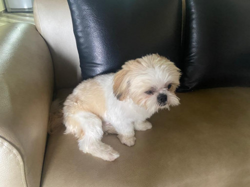 Toby