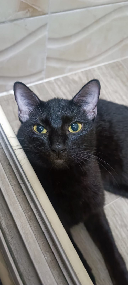 Ella