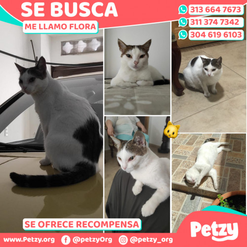 Foto de mascota Flora