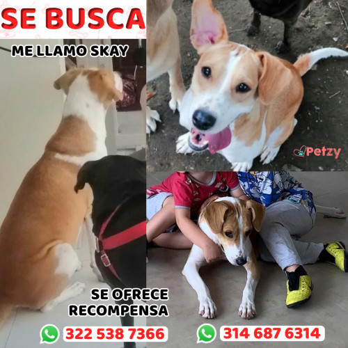 Foto de mascota Skay