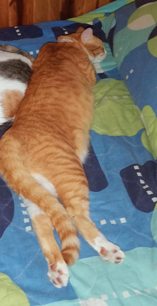 Boris