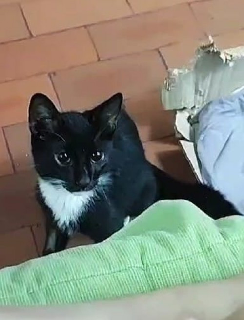 Oreo