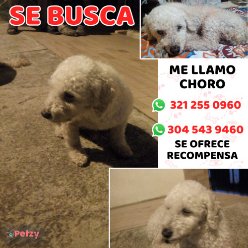 Foto de mascota Choro