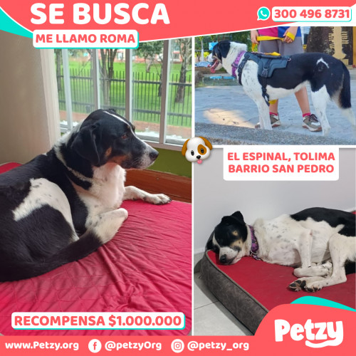 Foto de mascota Roma