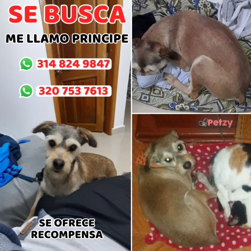Foto de mascota Principe