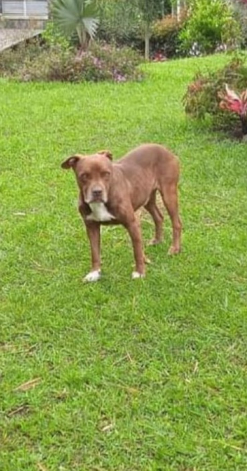 Milo