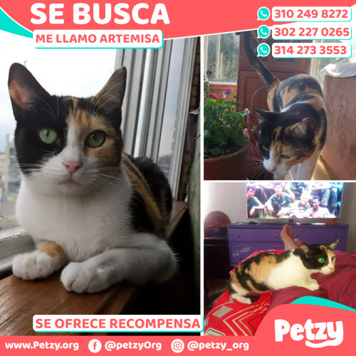 Foto de mascota Artemisa