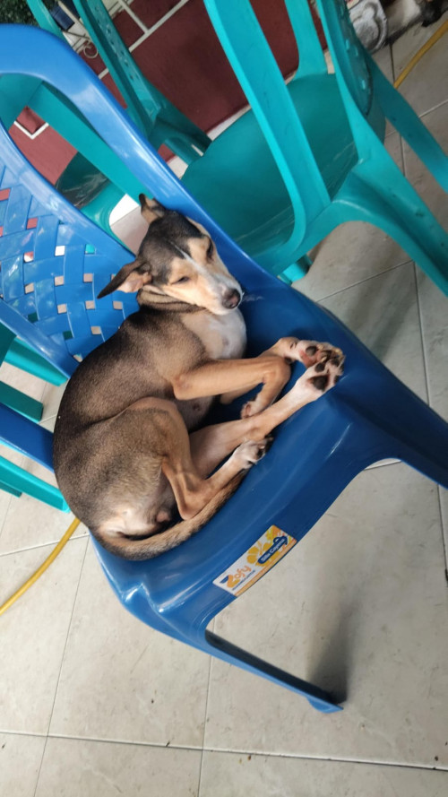 Milu