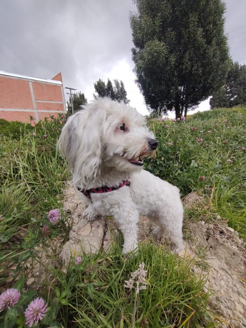 Sammy