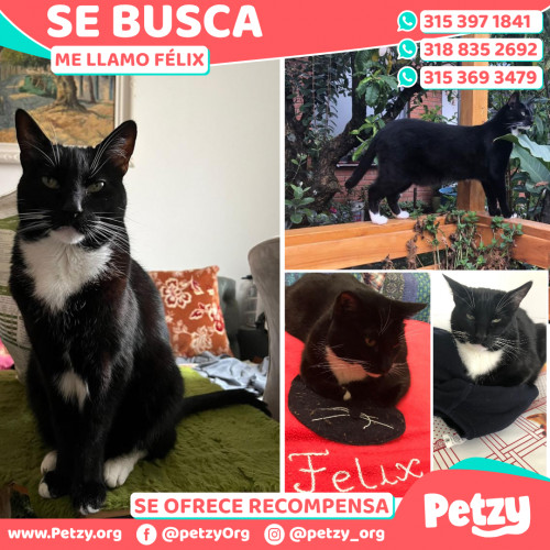 Foto de mascota Félix