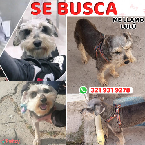 Foto de mascota Lulú 