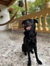 Foto de Chanel en Medellín Antioquia #2