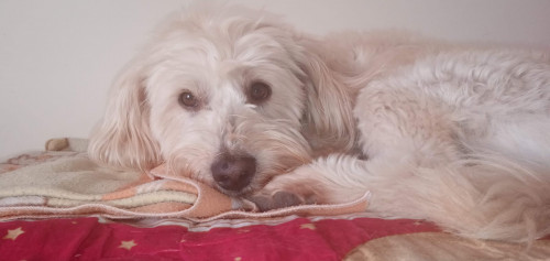 Teddy