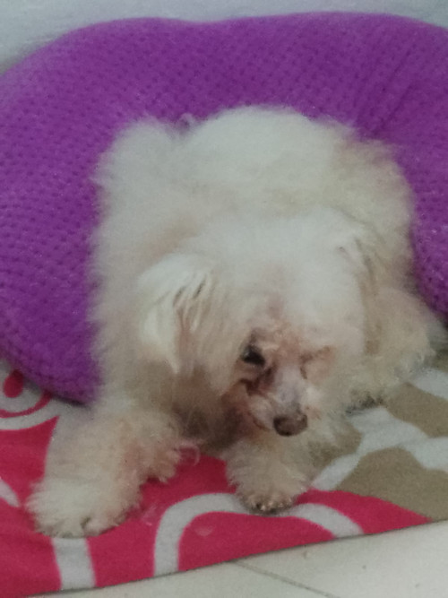 Peluche