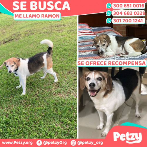 Foto de mascota Ramon