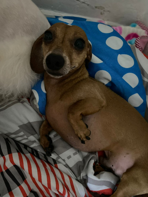 Choco