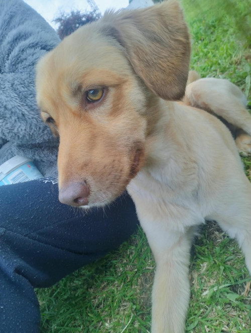 Milo