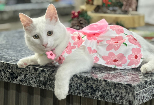 Kitty
