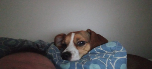 Igor