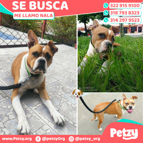 Foto de mascota Nala