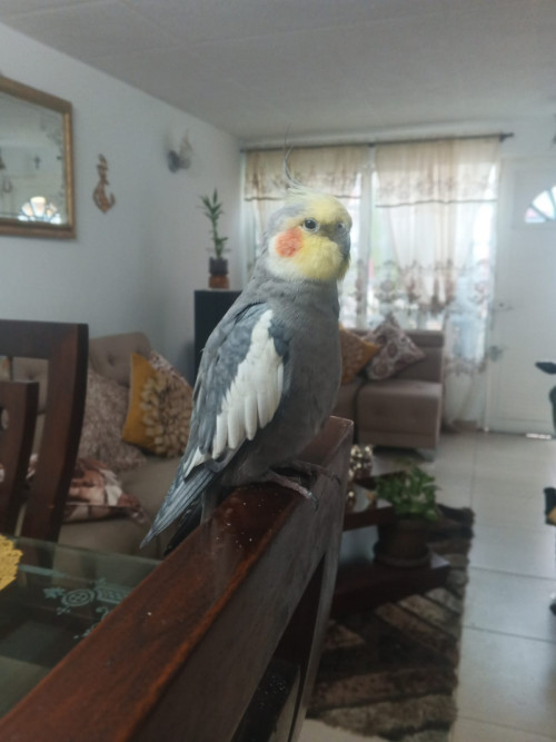 Juan