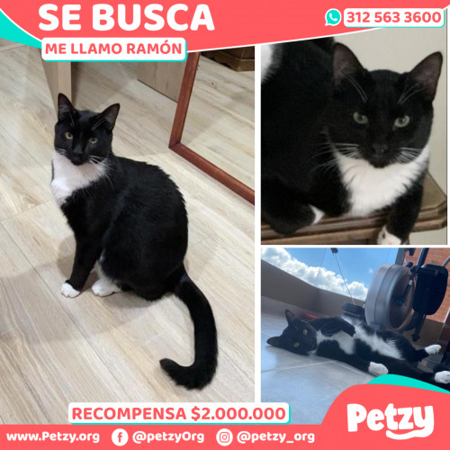 Foto de mascota Ramón