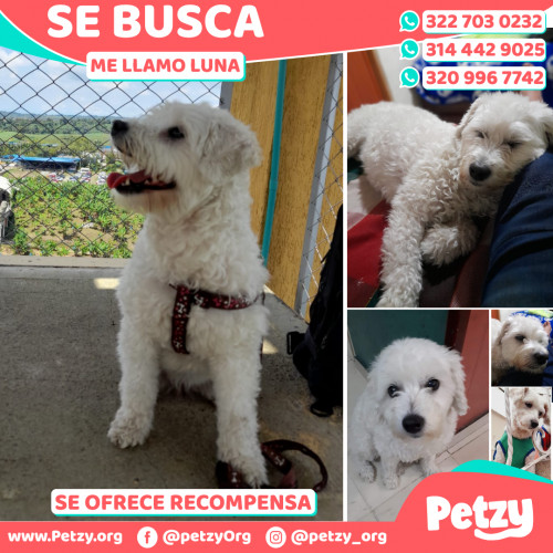 Foto de mascota Luna