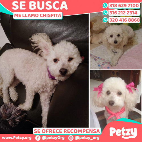 Foto de mascota Chispita