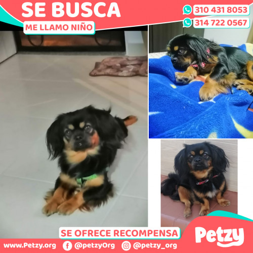 Foto de mascota Niño