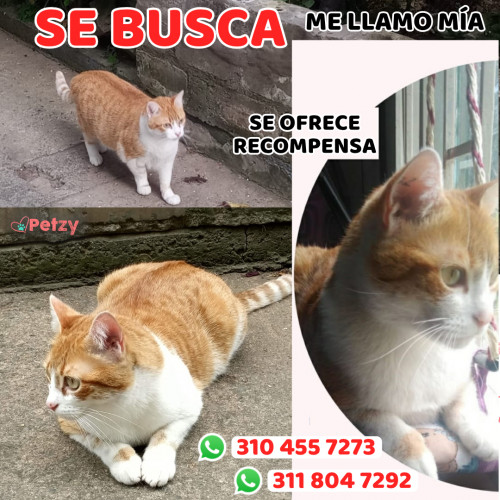 Foto de mascota Mía