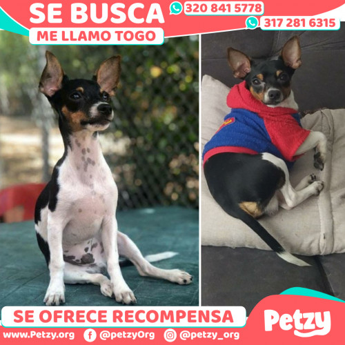 Foto de mascota Togo