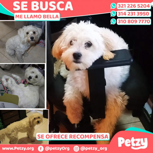 Foto de mascota Bella