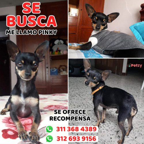 Foto de mascota Pinky