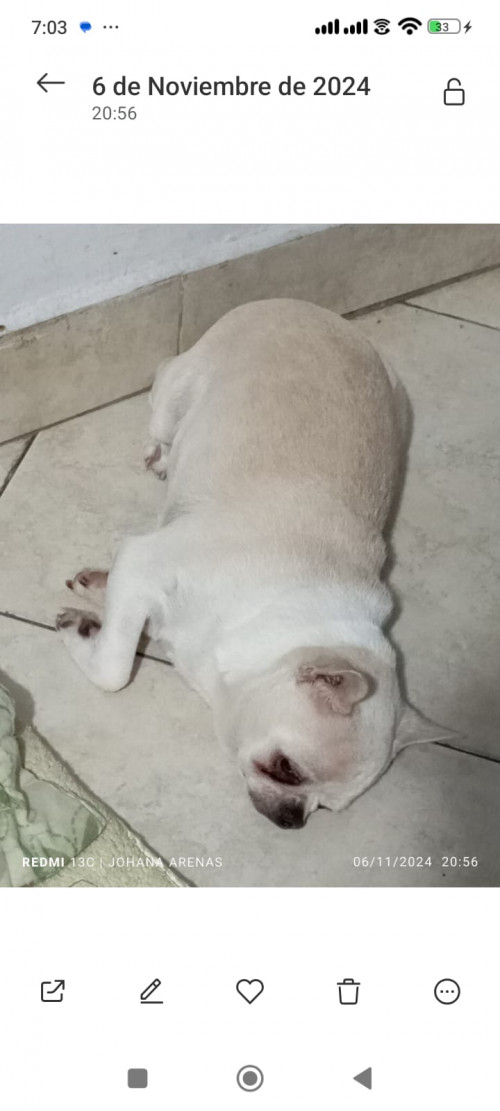 Toby