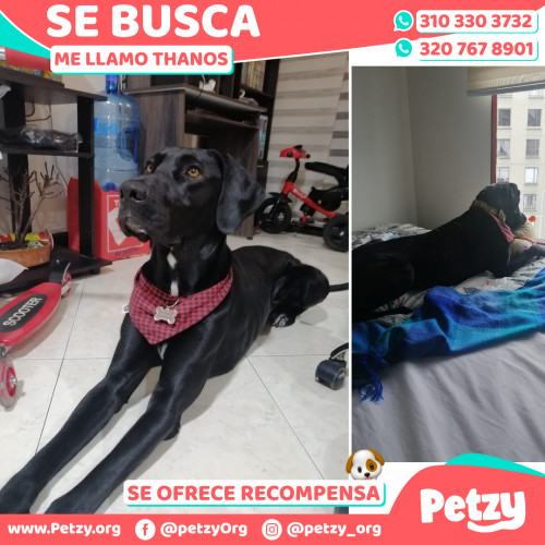 Foto de mascota Thanos