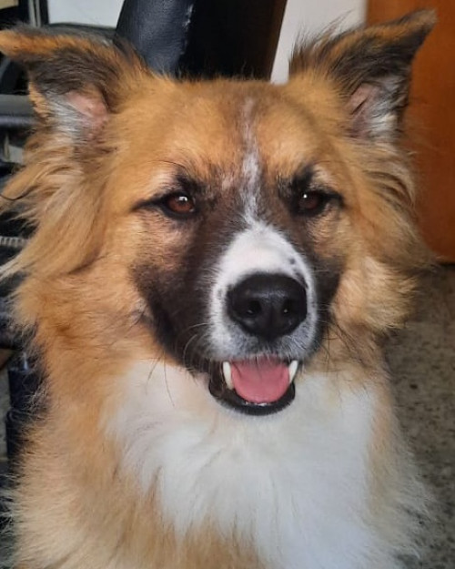 Balto