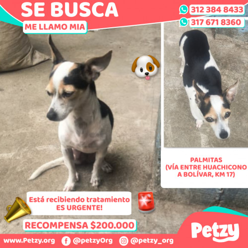 Foto de mascota Mia
