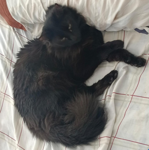 Salem