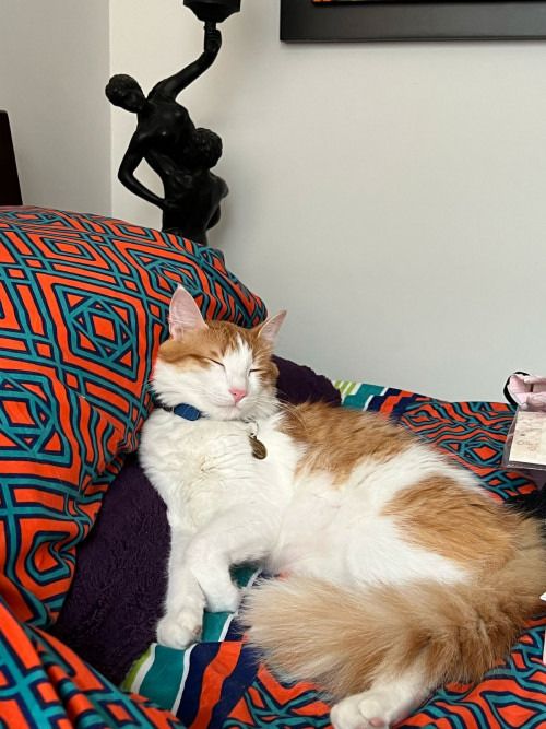 Simba